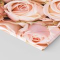 Obraz na płótnie 50x70 - Delikatność róż - piękno natury - róże, kwiaty