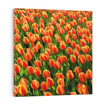 Obraz na płótnie 50x50 - Tulipanowa eksplozja - tulipany, kwiaty