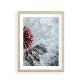 Plakat w ramie 50x70 - Makro świat dmuchawca - dmuchawiec, makro - rama drewno