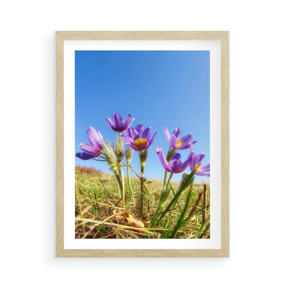 Plakat w ramie 50x70 - Kwiatowa siła łąki - kwiaty, łąka - rama drewno