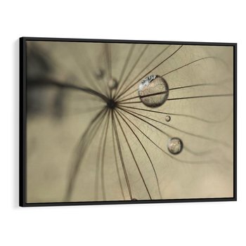 Obraz w ramie 70x50 - Delikatność dmuchawców - dmuchawce, krople - rama czarna