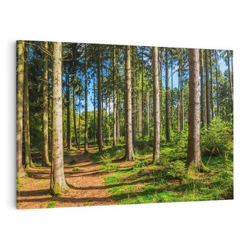 Obraz na płótnie 120x80 - Mistyfikacje lasu - las, drzewa