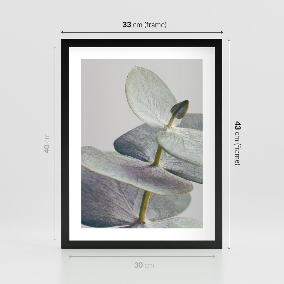 Plakat w ramie 30x40 - Zbliżenie Liści Eukaliptusa - eukaliptus, zbliżenie - rama czarna