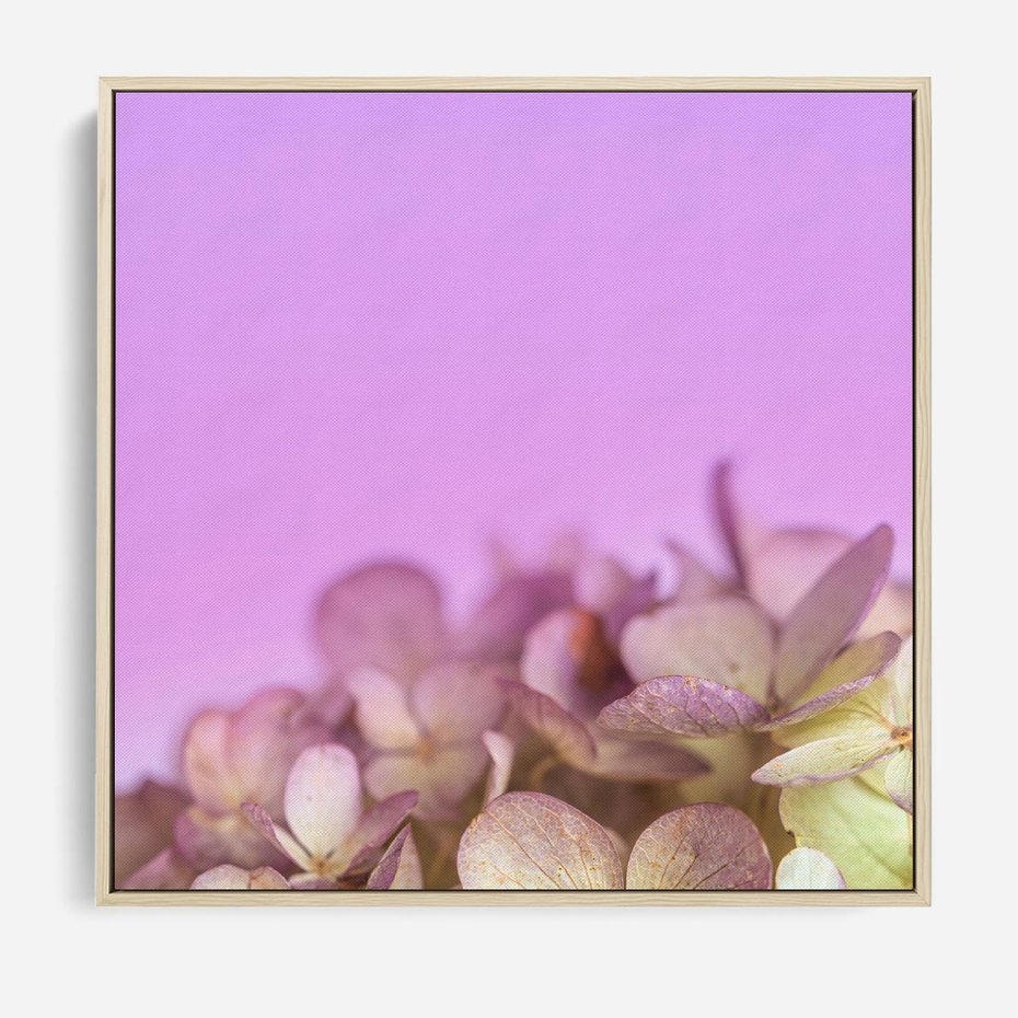 Obraz w ramie 50x50 - Kwiatowa Uroda - kwiaty, hortensje - rama drewno