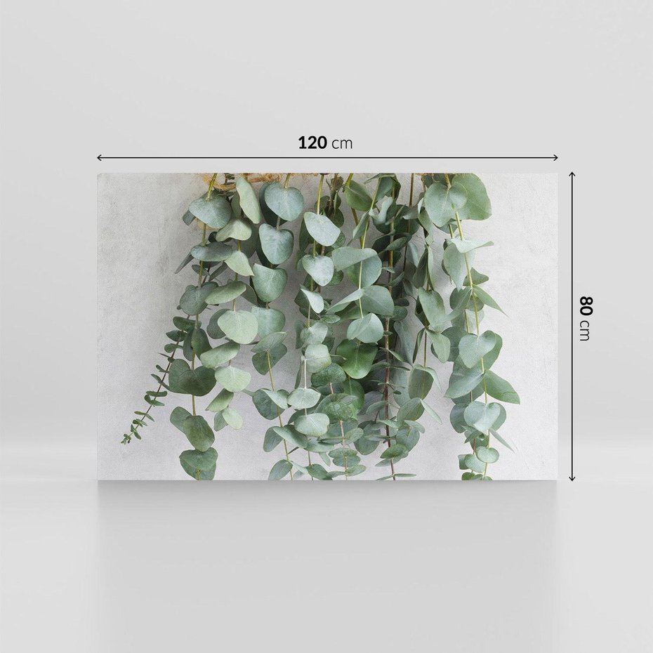 Obraz na płótnie 120x80 - Uwodzicielska zieleń eukaliptusa - eukaliptus, zielone