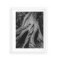 Plakat w ramie 40x50 - Siła Natury - czarno biała fotografia, korzenie wielkiego drzewa - rama biała