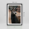 Plakat w ramie 50x70 - Spokojny jeleń - jeleń, las - rama czarna