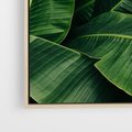 Obraz w ramie 80x80 - Zaklęta roślinna ekspresja - liście bananowca, gęsto ułożone - rama drewno