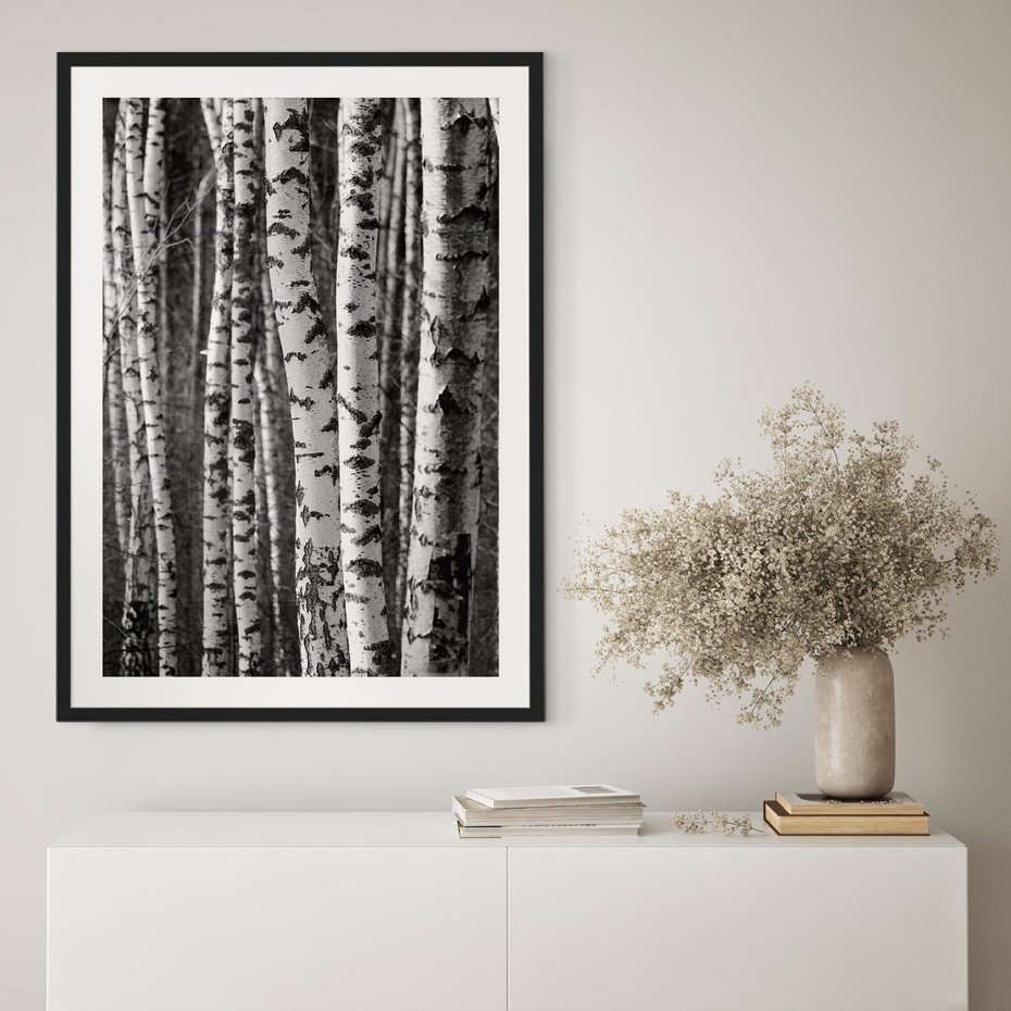Plakat bez ramy 21x30 - Kontrast Monochromatyczny - brzozy, czarno