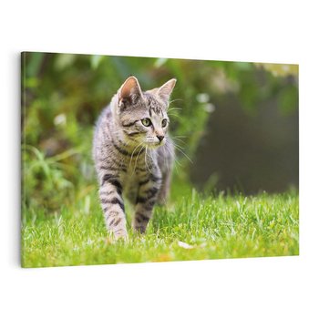 Obraz na płótnie 70x50 - Kocie polowanie w ogrodzie - kot, polowanie