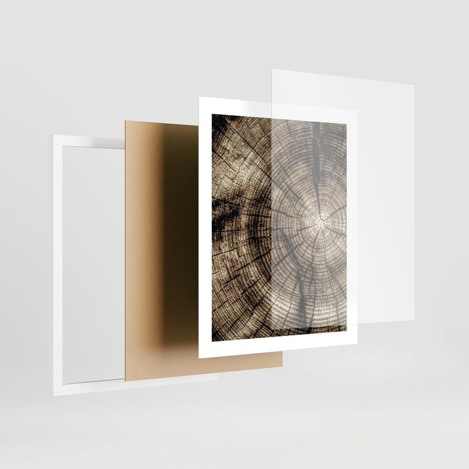Plakat w ramie 40x50 - Natura Pod Lupą - pień drzewa, przekrój - rama biała