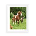 Plakat w ramie 40x50 - Galopujące konie - konie, galop - rama biała