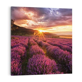 Obraz na płótnie 60x60 - Lawenda: Pachnące pole kwiatów - kwiaty, lawenda