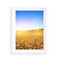 Plakat w ramie 50x70 - Żyzne Pola - pole, pszenicy - rama biała