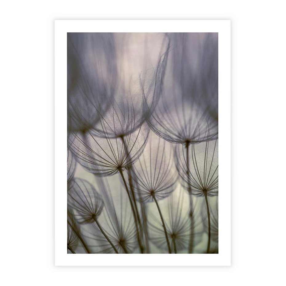 Plakat bez ramy 40x50 - Makro dmuchawiec - piękno drobnych detali - dmuchawce, makro