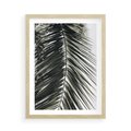 Plakat w ramie 50x70 - Liść Palmy: Egzotyczny Detal Natury - palma, liść palmy - rama drewno