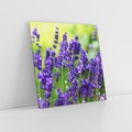 Obraz na płótnie 70x70 - Elegancka lawenda w pełnym rozkwicie - lawenda, kwiaty