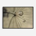 Obraz w ramie 70x50 - Delikatność dmuchawców - dmuchawce, krople - rama czarna