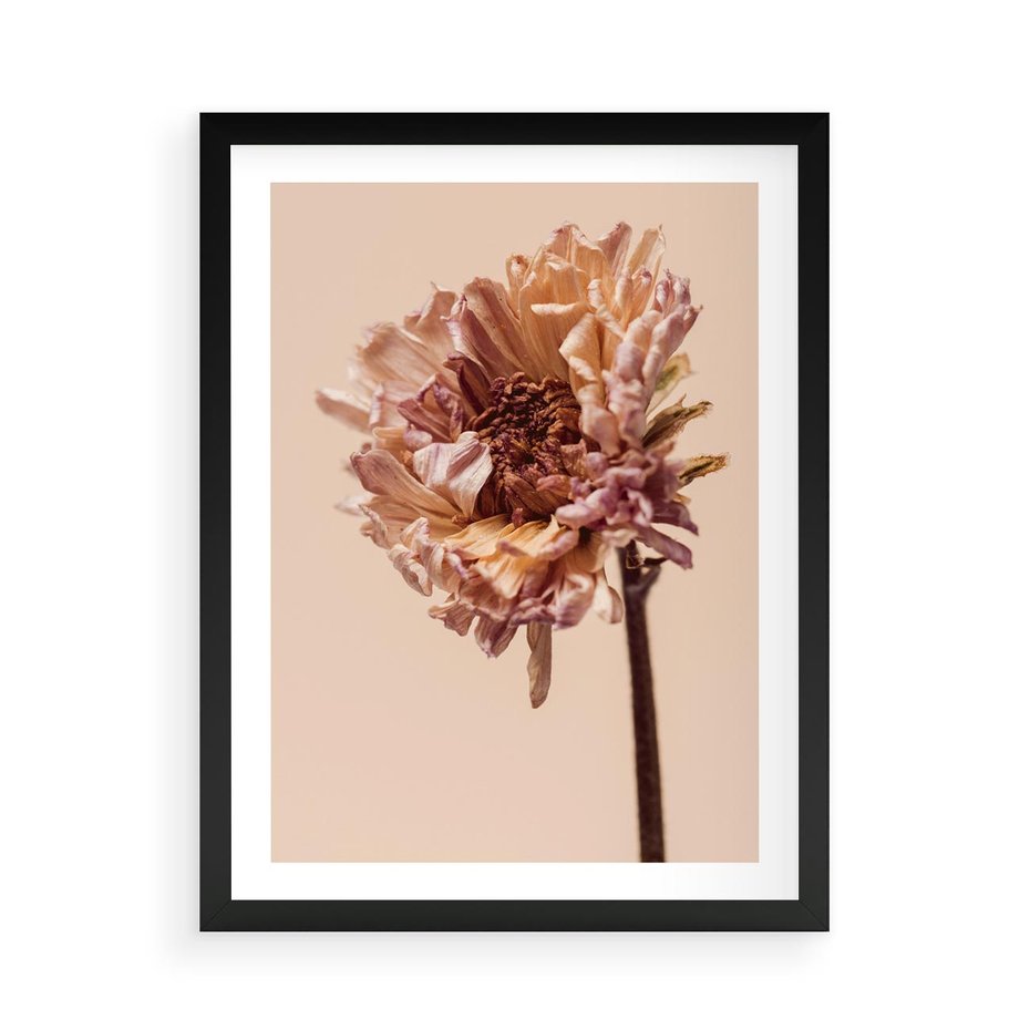 Plakat w ramie 50x70 - Delikatne piękno - suche, kwiaty - rama czarna