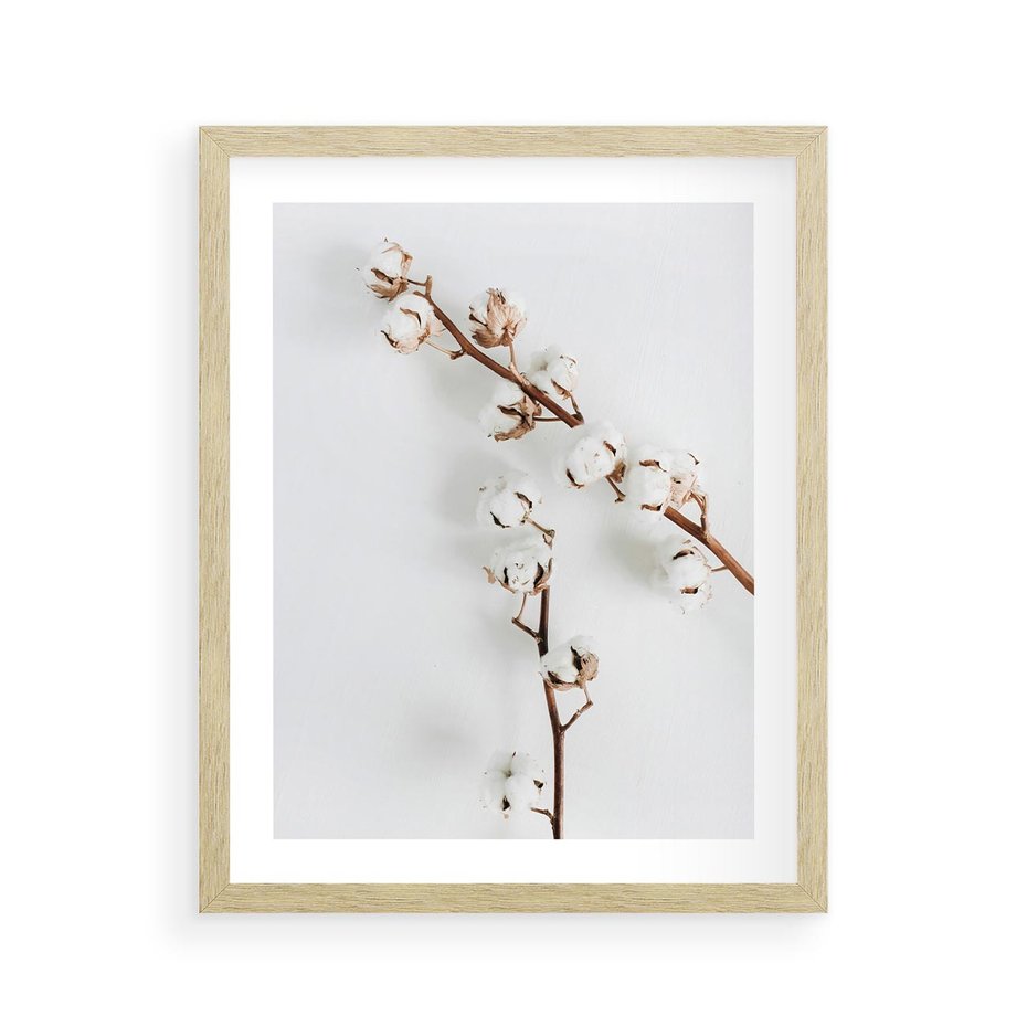Plakat w ramie 40x50 - Gałęzie Bawełny na Białym Tle - gałęzie bawełny na białym tle, minimalizm - rama drewno