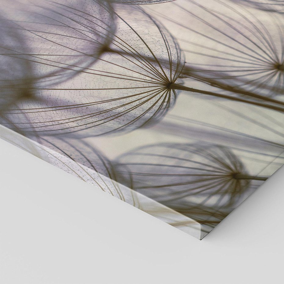 Obraz na płótnie 40x40 - Makro dmuchawiec - piękno drobnych detali - dmuchawce, makro