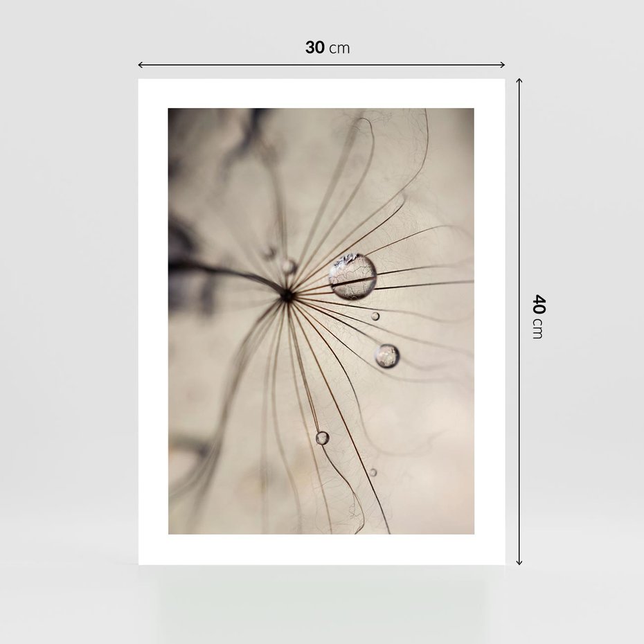 Plakat bez ramy 30x40 - Makro Uroda: Kropla na Dmuchawcu - zbliżenie makro, kropla wody na ziarenku dmuchawca