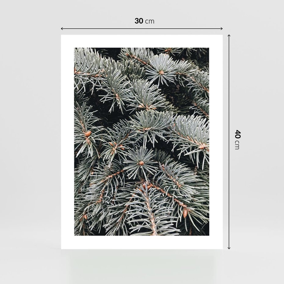 Plakat bez ramy 30x40 - Zima na Gałęziach - sosnowe gałęzie, igły