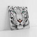 Obraz na płótnie 50x50 - Magia Białego Tygrysa - biały, tygrys