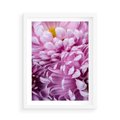 Plakat w ramie 50x70 - Fioletowy zawrót głowy - kwiat, różowy kwiat - rama biała