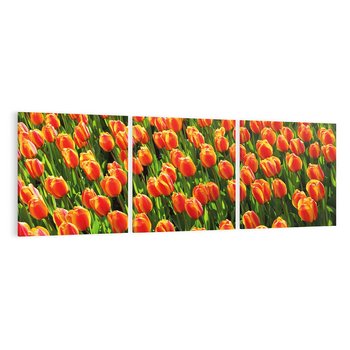 Obraz na płótnie 150x50 - Tulipanowa eksplozja - tulipany, kwiaty