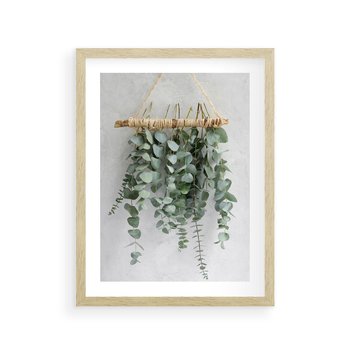 Plakat w ramie 30x40 - Uwodzicielska zieleń eukaliptusa - eukaliptus, zielone - rama drewno