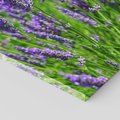 Obraz na płótnie 80x120 - Lawendowe pola piękno natury - lawenda, kwiaty