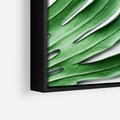 Obraz w ramie 50x50 - Monstera - Liście Kwiaty - monstera, liście - rama czarna