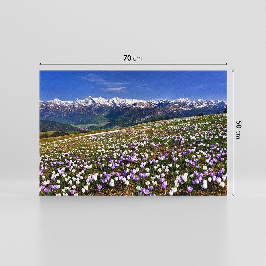 Obraz na płótnie 70x50 - Wiosenne Czarowanie - krokusy, góry