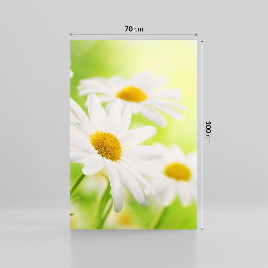 Obraz na płótnie 70x100 - Stokrotka: delikatność natury - stokrotka, kwiat