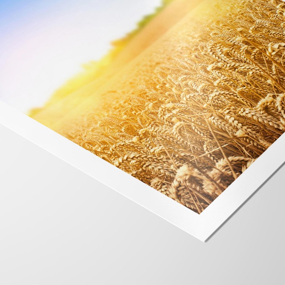 Plakat bez ramy 50x70 - Żyzne Pola - pole, pszenicy