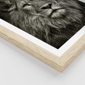 Plakat w ramie 30x40 - Moc lewego spojrzenia - lew, czarno - rama drewno