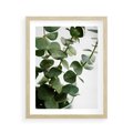 Plakat w ramie 40x50 - Zielone eukaliptusy - eukaliptus, liście - rama drewno