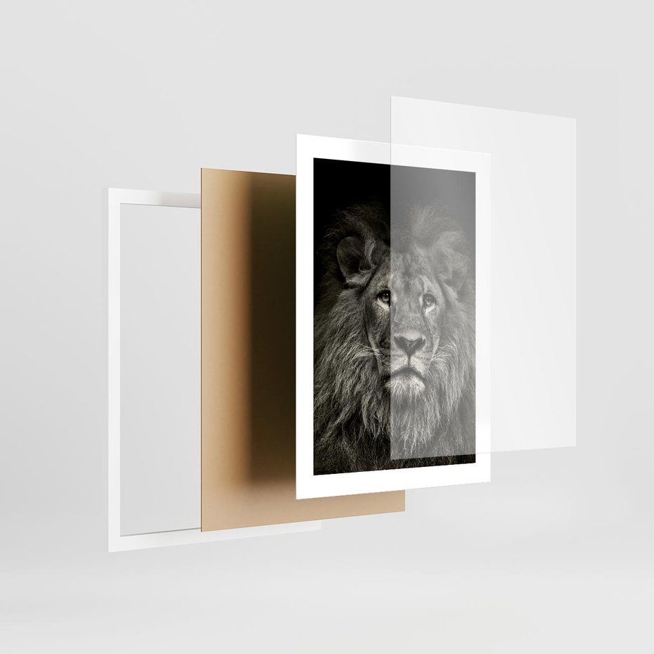 Plakat w ramie 30x40 - Moc lewego spojrzenia - lew, czarno - rama biała