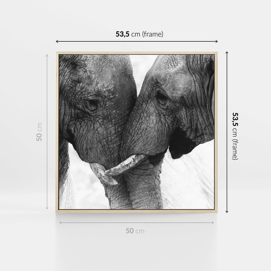 Obraz w ramie 50x50 - Spotkanie Mądrości - fotografia czarno biała, dwa słonie - rama drewno