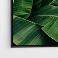 Obraz w ramie 50x50 - Zaklęta roślinna ekspresja - liście bananowca, gęsto ułożone - rama czarna