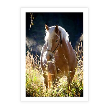 Plakat bez ramy 30x40 - Spotkanie konia na łące - koń, łąka