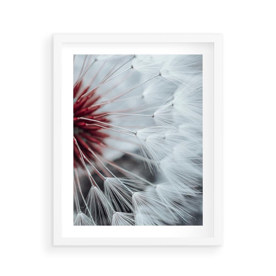 Plakat w ramie 40x50 - Makro świat dmuchawca - dmuchawiec, makro - rama biała
