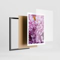 Plakat w ramie 50x70 - Fioletowy zawrót głowy - kwiat, różowy kwiat - rama czarna