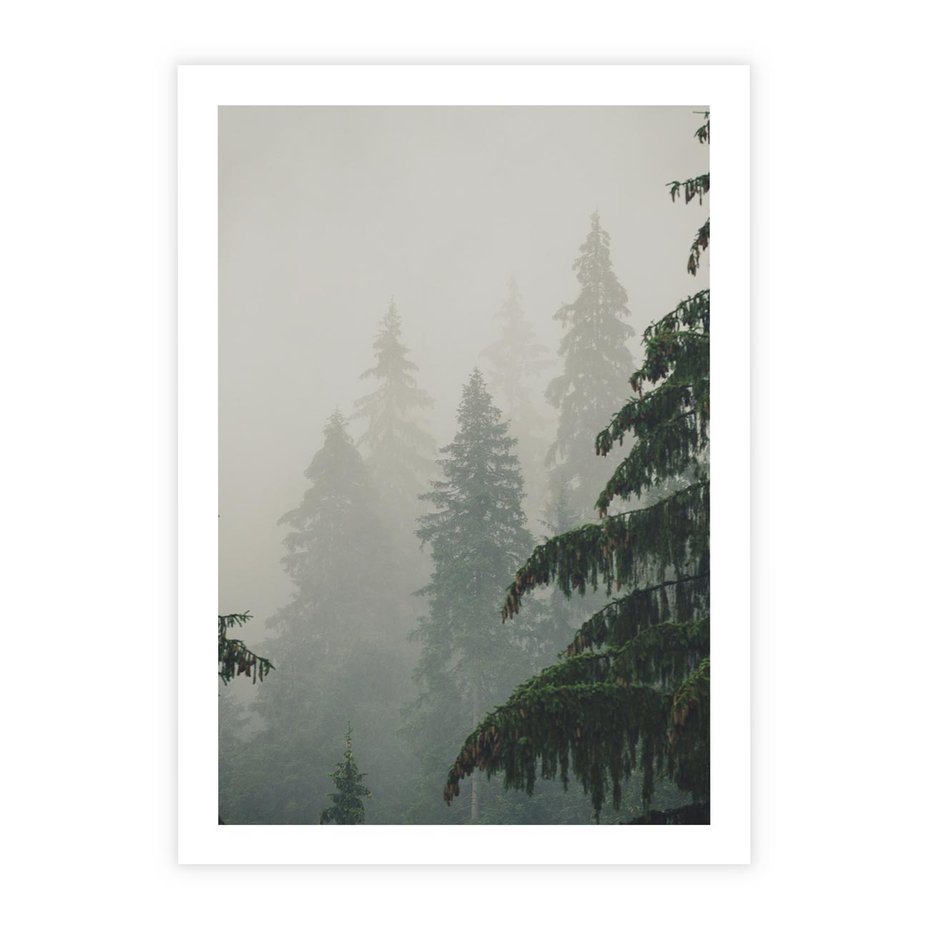 Plakat bez ramy 21x30 - Mglista przemiana lasu - las, mgła