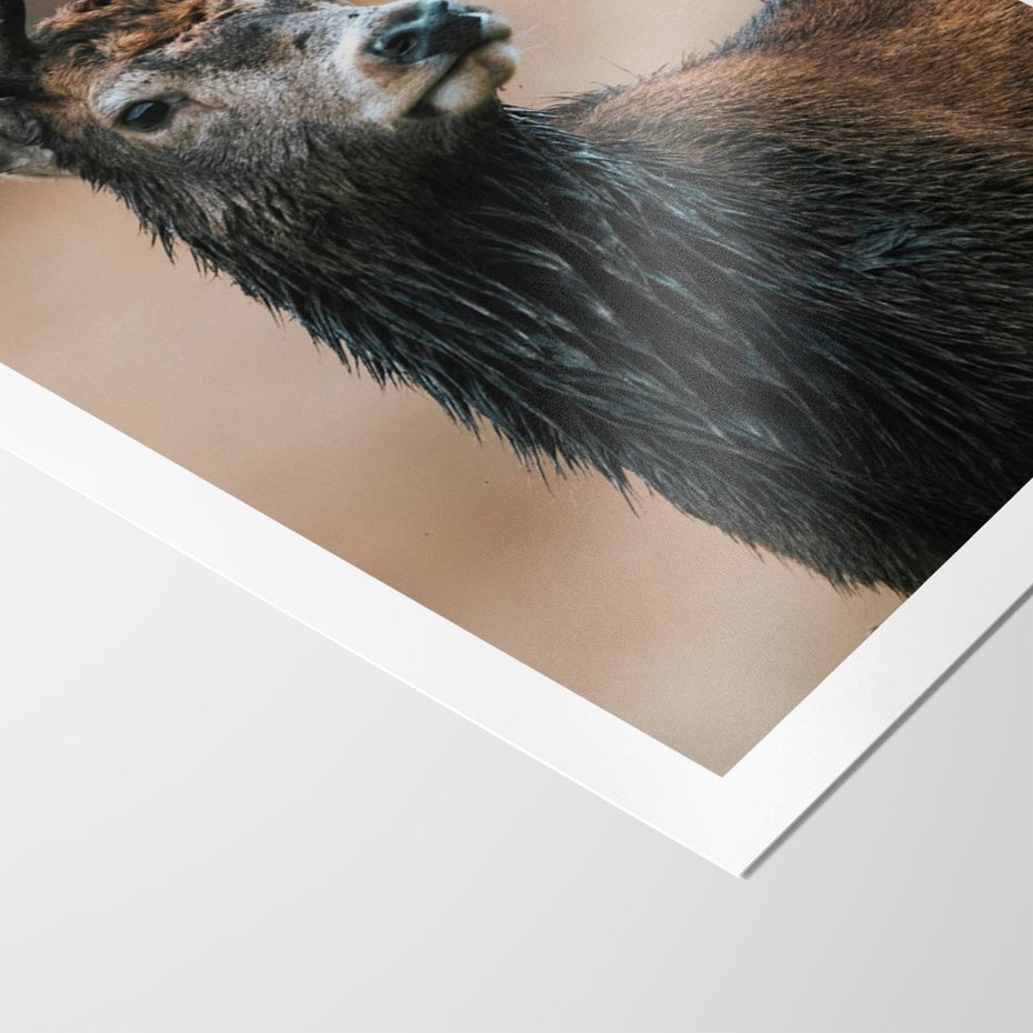 Plakat bez ramy 30x40 - Spokojny jeleń - jeleń, las