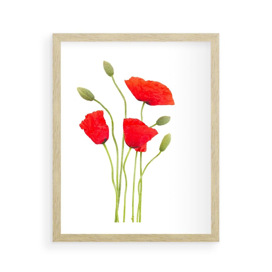 Plakat w ramie 40x50 - Pola maków w pełnym kolorze - maki, kwiaty - rama drewno
