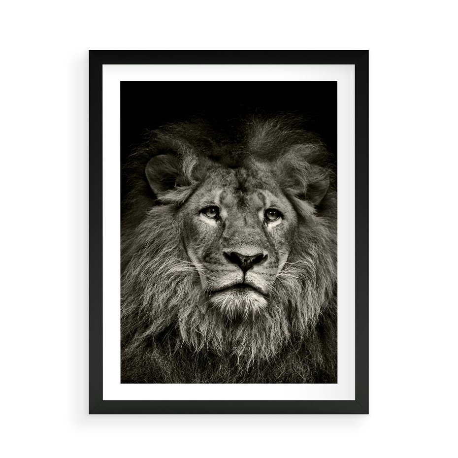 Plakat w ramie 50x70 - Moc lewego spojrzenia - lew, czarno - rama czarna