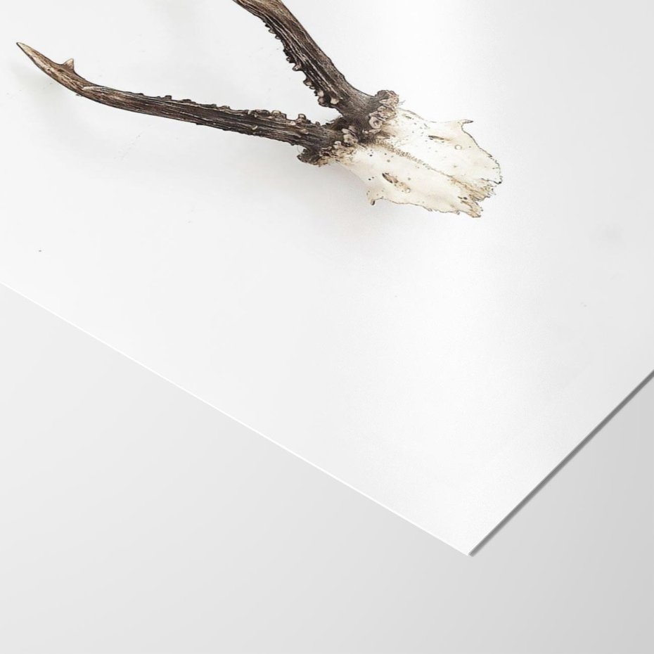 Plakat bez ramy 21x30 - Minimalistyczne Poroże Jelenia - poroże jelenia na ścianie, minimalizm