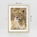 Plakat w ramie 30x40 - Potęga lwów w Afryce - lew, lwica - rama drewno